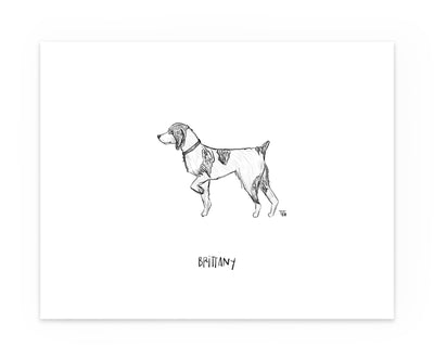 Illustrated sketch of a Brittany hunting dog, black and white