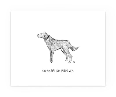 Chesapeake Bay Retriever sketch print black and white