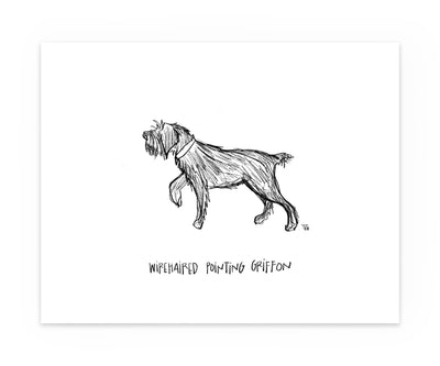 Sketched black and white drawing print of a Wirehaired Pointing Griffon Print
